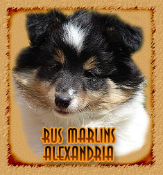 Rus Marlins Alexandria