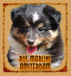 Rus Marlins Amsterdam