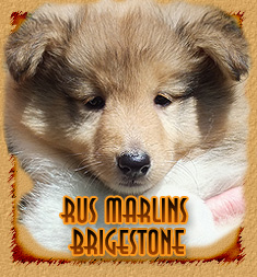 Rus Marlins Brigestone