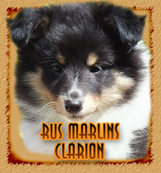 Rus Marlins Clarion