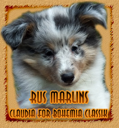Rus Marlins Claudia for Bohemia Classik