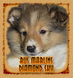 Rus Marlins Diamond Sky