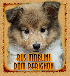 Rus Marlins Dom Perignon