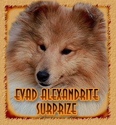 Evad Alexandrite Surprize