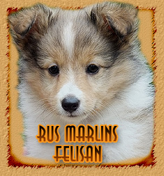 Rus Marlins Felisan