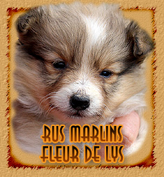 Rus Marlins Fleur De Lys
