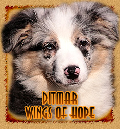 MAS Miniature American Sheepdog Ditmar Wings of Hope