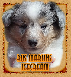 Rus Marlins Icecream