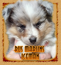 Rus Marlins Iceman