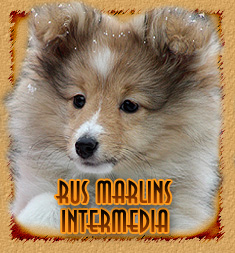 Rus Marlins Intermedia