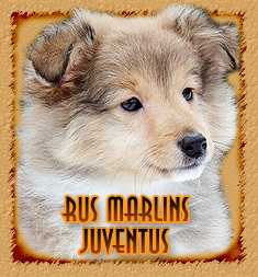 Rus Marlins Juventus