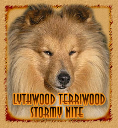 Lythwood Terriwood Stormy Nite