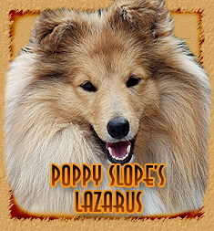 Poppy Slopes Lazarus