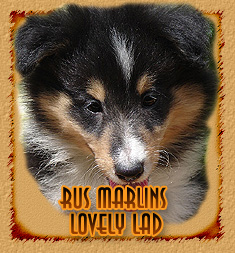 Rus Marlins Lovely Lad