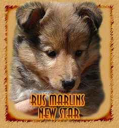 Rus Marlins New Star