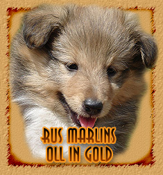 Rus Marlins  Oll In Gold