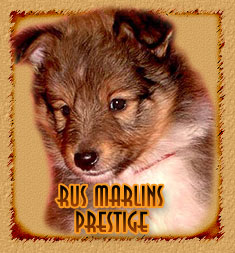 Rus Marlins Prestige