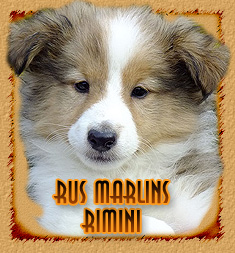 Rus Marlins Rimini