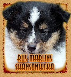 Rus Marlins Shansonietka