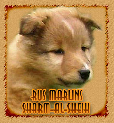 Rus Marlins Sharm Al Sheih
