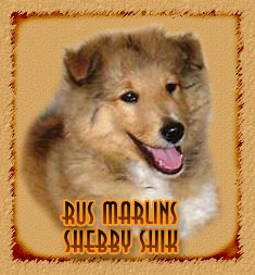 Rus Marlins Shebby Shik
