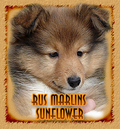 Rus Marlins Sunflower
