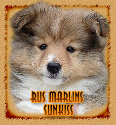 Rus Marlins Sunkiss