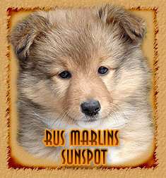 Rus Marlins Sunspot