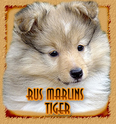 Rus Marlins Tiger