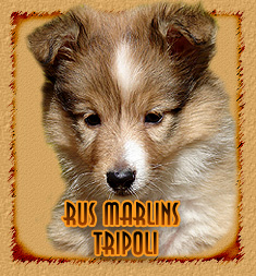 Rus Marlins Tripoli