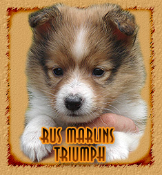 Rus Marlins Triumph