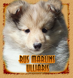 Rus Marlins Ulliaris