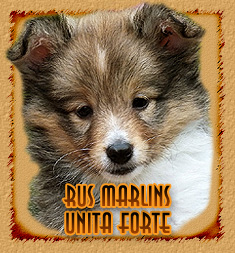 Rus Marlins Unita Forte