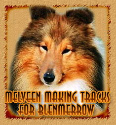 Melveen Making Tracks for Blenmerrow